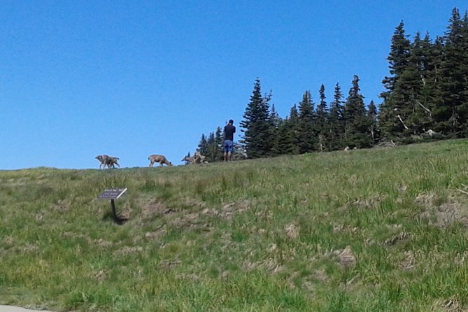 Hurricane Ridge Olympic National Park From Seattle - The Sum Up