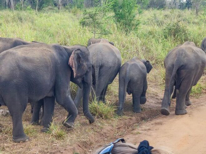 Hurulu Eco Park: 3-Hour Morning or Evening Safari - Inclusions in the Safari Package