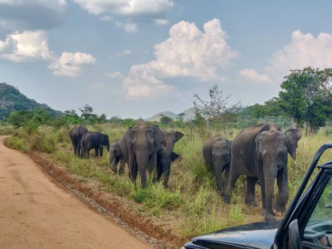 Hurulu Eco Park: 3-Hour Morning or Evening Safari - The Sum Up
