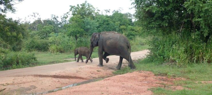 Hurulu Eco Park Excursion - Good To Know