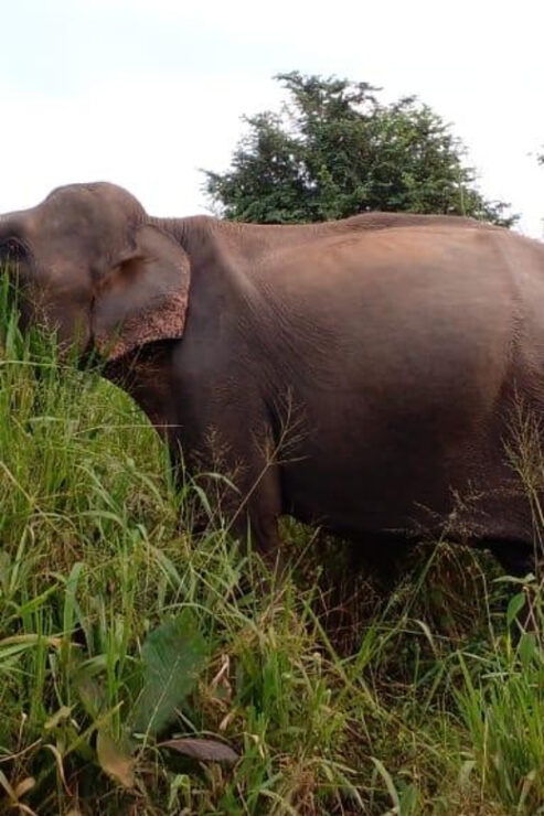 Hurulu Eco Park Excursion - Wildlife and Ecosystem