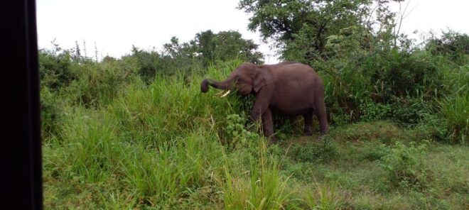 Hurulu Eco Park Excursion - Tour Details