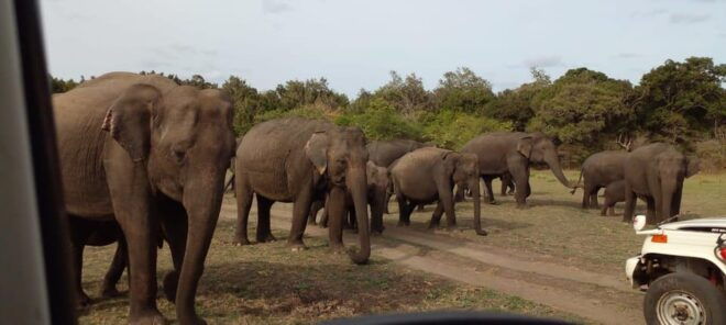 Hurulu Eco Park Excursion - Whats Included