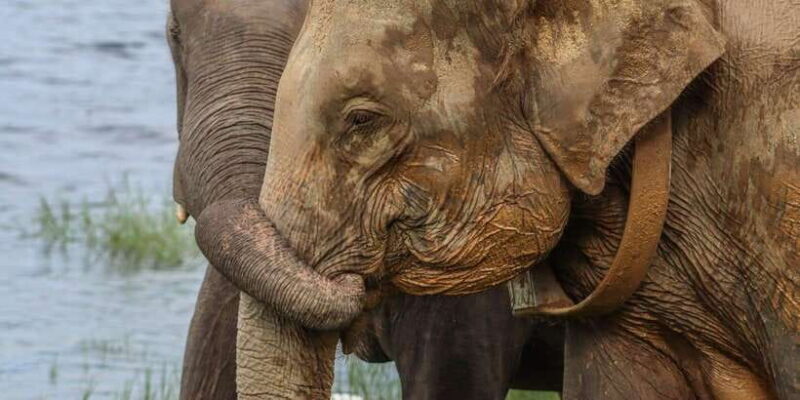 Hurulu Eco Park Habarana Elephant Safari including tickets - Introduction