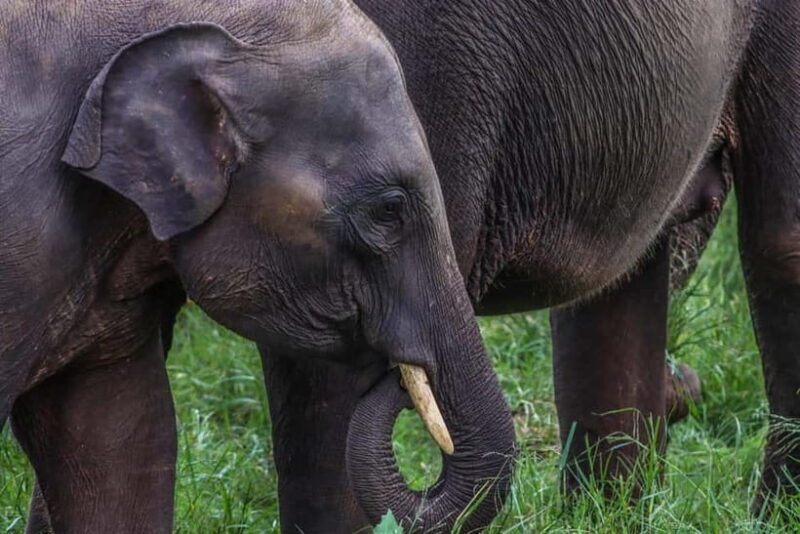 Hurulu Eco Park Habarana Elephant Safari including tickets - The Unique Benefits of This Safari