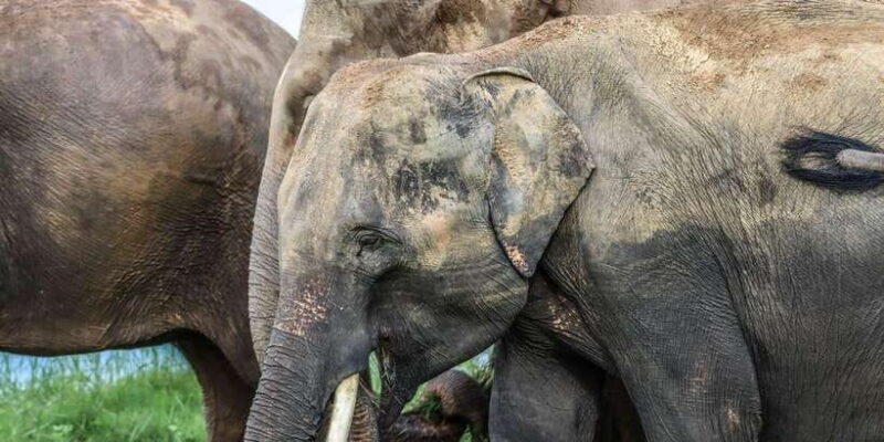 Hurulu Eco Park Habarana Elephant Safari including tickets - Final Thoughts