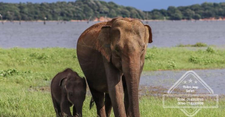 Hurulu Eco Park Habarana Elephant Safari - Good To Know