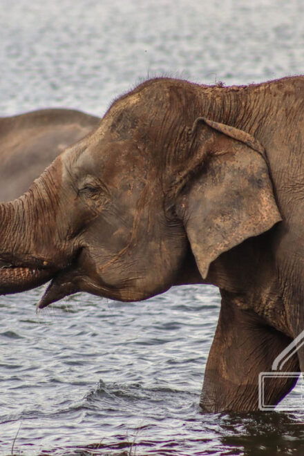 Hurulu Eco Park Habarana Elephant Safari - Important Visitor Information