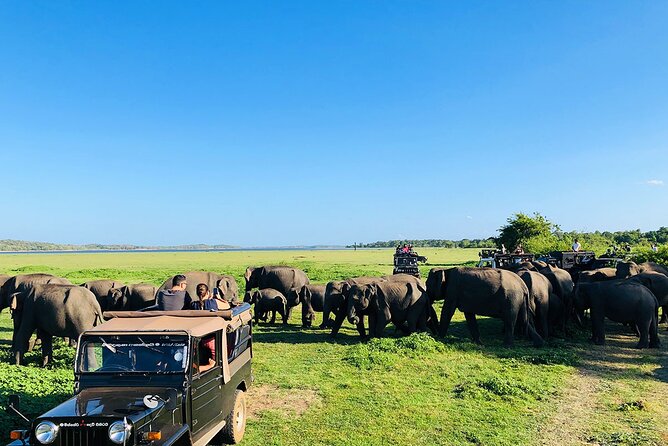 Hurulu Eco Park Half Day Wild Elephant Safari in Sri Lanka - Wildlife Encounters