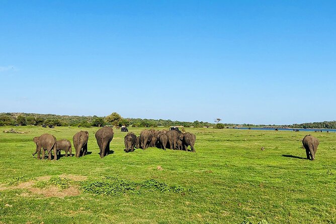 Hurulu Eco Park Half Day Wild Elephant Safari in Sri Lanka - Expert Guides