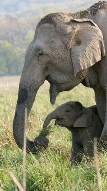 Hurulu Eco Park Jeep Safari & Entrance Ticket Included - What to Expect from the Hurulu Eco Park Jeep Safari