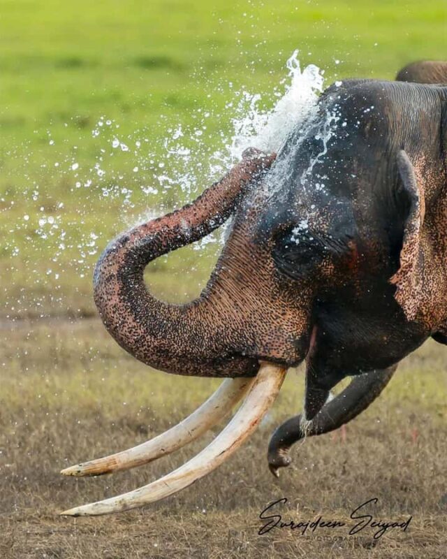 Hurulu Eco Park Jeep Safari & Entrance Ticket Included - The Sum Up