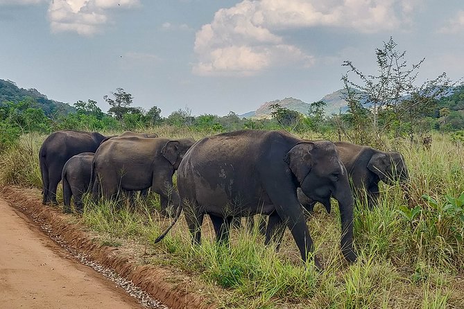 Hurulu Eco Park Private Safari - Common Questions