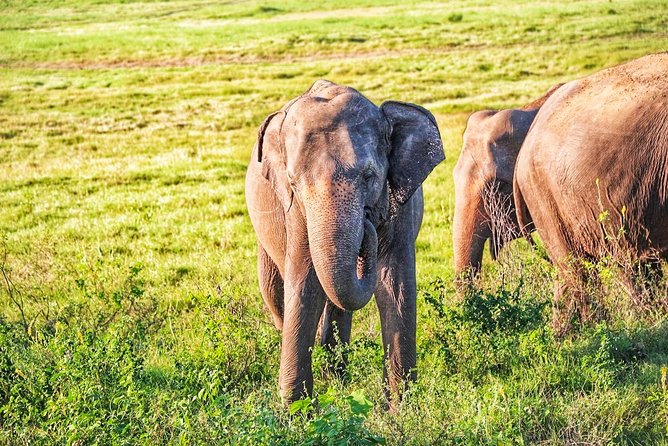 Hurulu Eco Park Private Safari From Habarana - Pricing Details and Cancellation Policy
