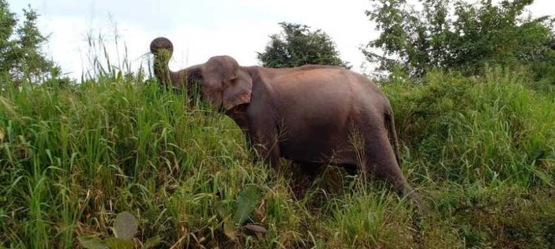 Hurulu Eco Park Safari - Who Should Consider This Tour?