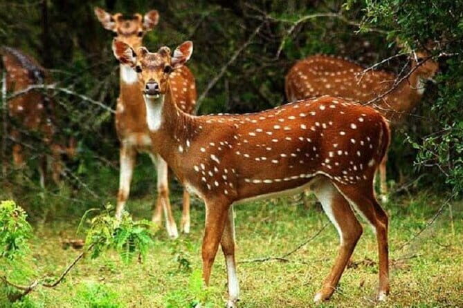 Hurulu Eco Park Safari From Sigiriya - An In-Depth Look at the Hurulu Eco Park Safari