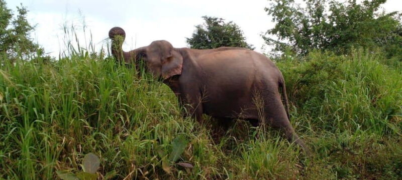 Hurulu Eco Park Safari - An In-Depth Look at the Hurulu Eco Park Safari