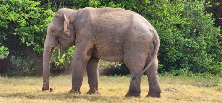 Hurulu National Park Safari Minneriya - Activity Details