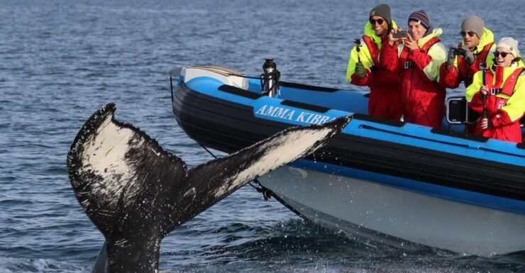 Húsavík: Big Whale Safari & Puffin Island Tour - Highlights