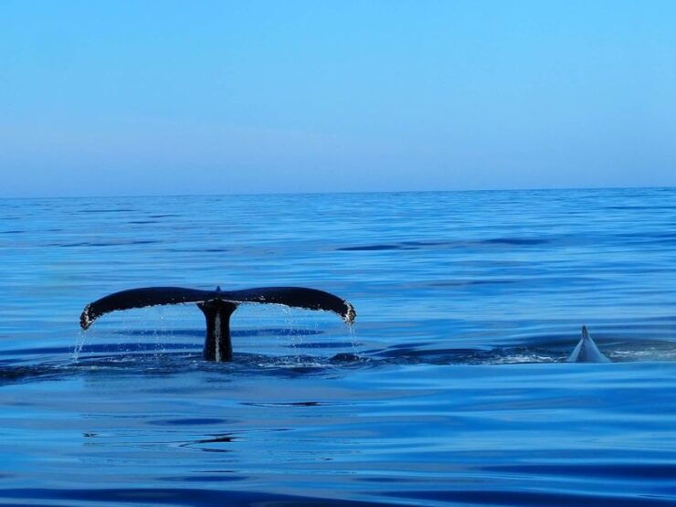 Húsavík: Big Whales and Puffin Island Speedboat Tour - Activity Details