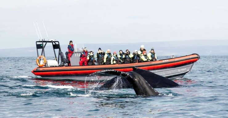 Húsavík: Big Whales and Puffin Island Speedboat Tour - Experience Highlights