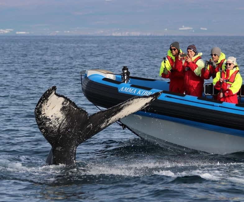 Húsavík: Original Big Whale Safari & Puffins by Speedboat - An In-Depth Look at the Experience