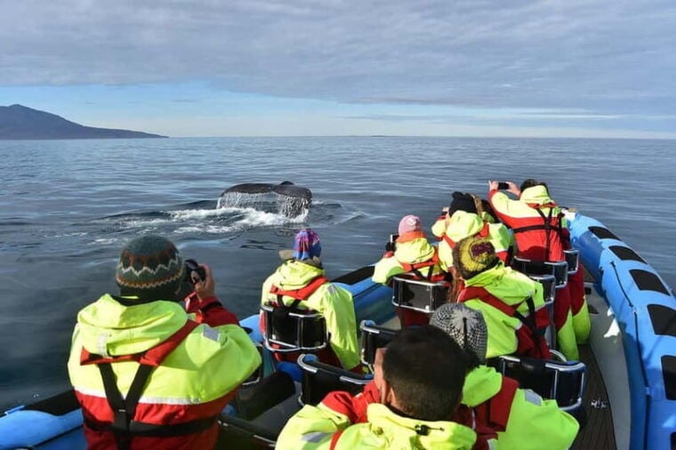 Húsavík: Original Big Whale Safari & Puffins by Speedboat - Frequently Asked Questions