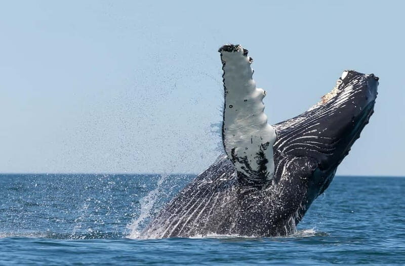 Húsavík: Traditional Whale Watching by Local Family Company - What to Expect on the Tour