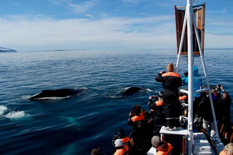 Húsavík: Traditional Whale Watching by Local Family Company - The Sum Up