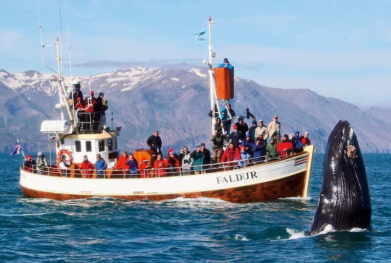 Húsavík: Traditional Whale Watching by Local Family Company - FAQ