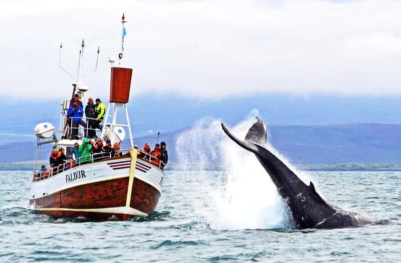 Húsavík: Traditional Whale Watching by Local Family Company - Good To Know  