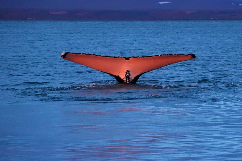 Húsavík: Traditional Whale Watching by Local Family Company - Final Thoughts