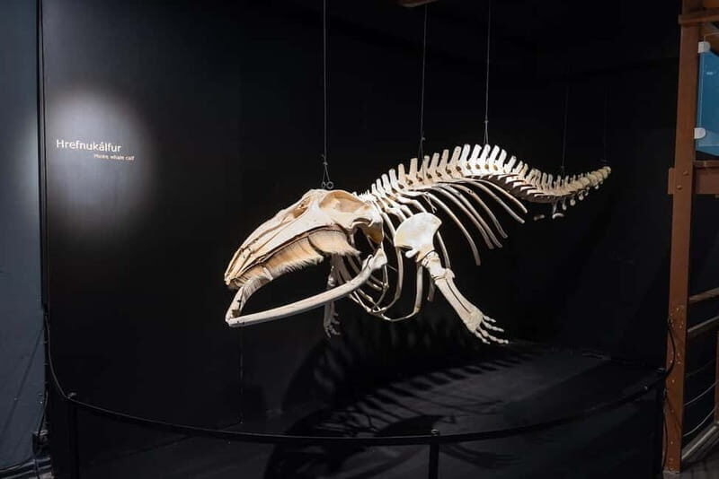 Húsavík: Whale Museum Entry Ticket - Discovering the Húsavík Whale Museum