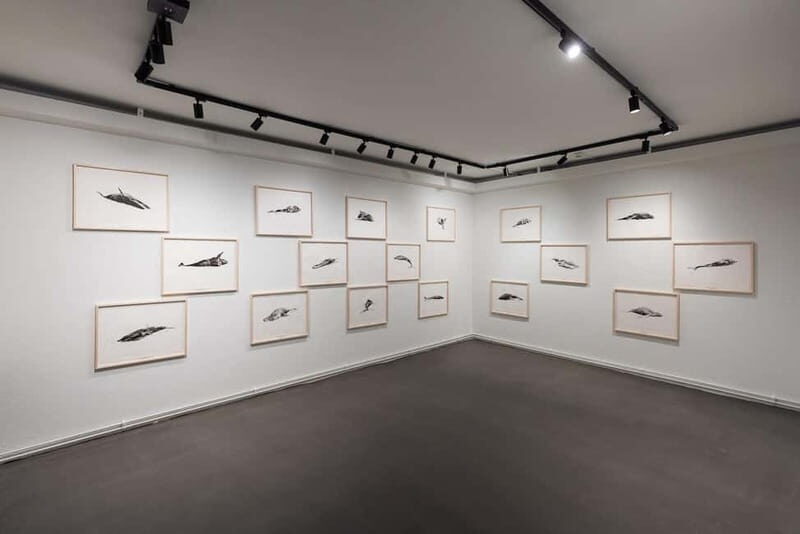 Húsavík: Whale Museum Entry Ticket - Why This Tour Works Well