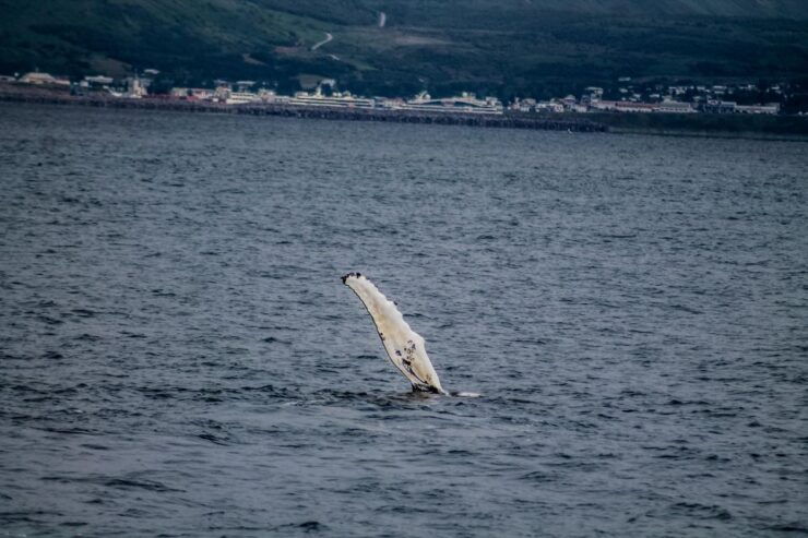 Húsavík: Whale Watching Boat Tour - Tour Details