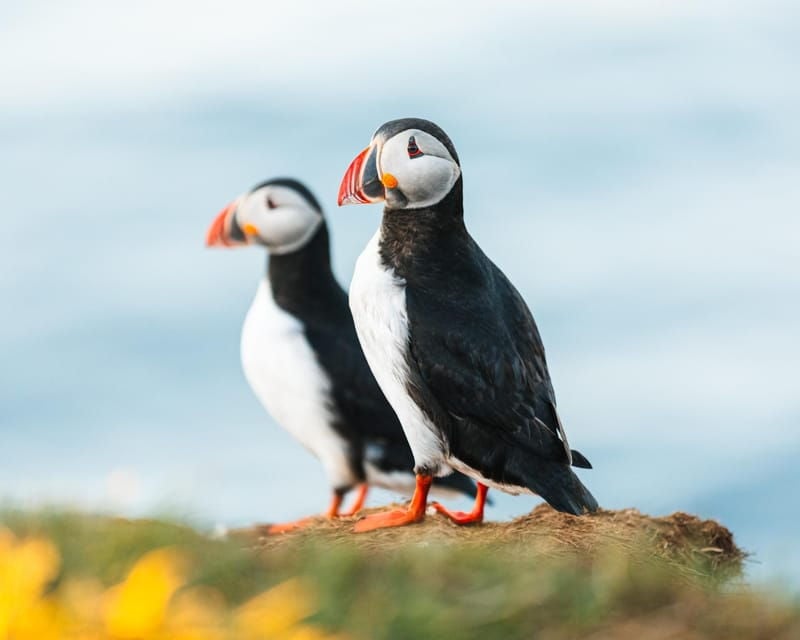 Húsavík: Whale-Watching Cruise and Puffins Guided Tour - The Itinerary: A Day on the Water