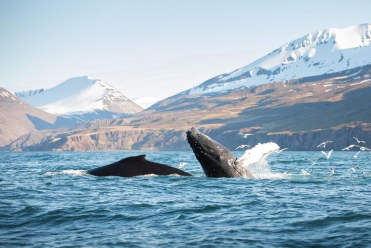 Húsavík: Whale-Watching Cruise and Puffins Guided Tour - The Experience Through Reviewers’ Eyes