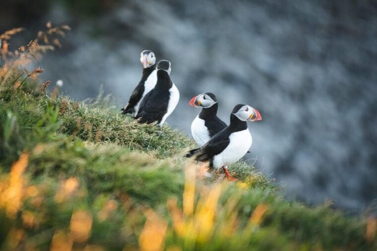 Húsavík: Whale-Watching Cruise and Puffins Guided Tour - Practical Details & Tips for Travelers