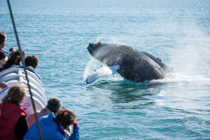 Húsavík: Whale-Watching Cruise and Puffins Guided Tour - The Sum Up