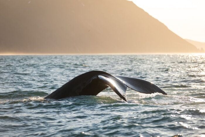 Húsavík: Whale-Watching Cruise and Puffins Guided Tour - FAQs