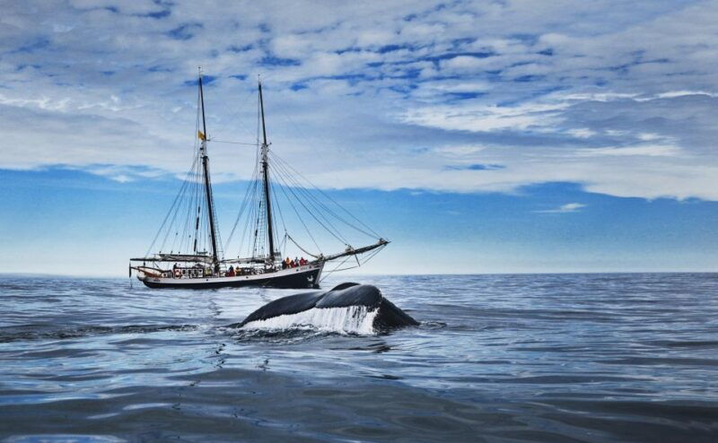 Husavik: Whale Watching on a Carbon Neutral Oak Boat - Good To Know