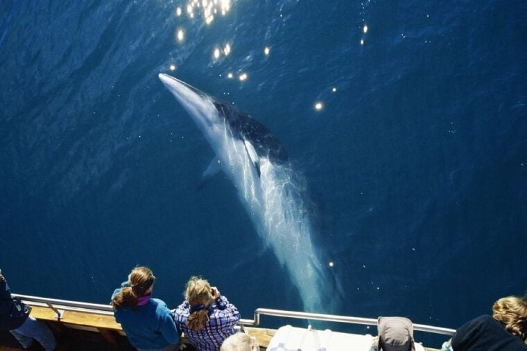 Husavik: Whale Watching on a Carbon Neutral Oak Boat - Pricing and Value
