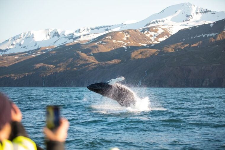 Husavik: Whale Watching on a Carbon Neutral Oak Boat - Who This Tour Is Perfect For