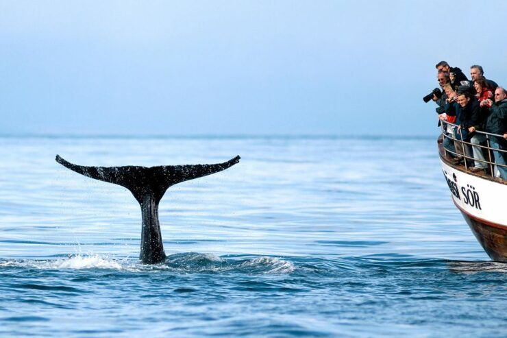 Húsavík: Whale Watching on a Carbon Neutral Oak Boat - Activity Details