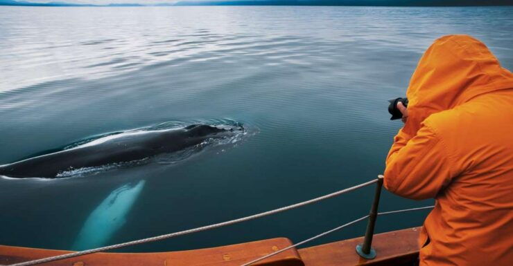 Húsavík: Whale Watching on a Carbon Neutral Oak Boat - Experience Highlights