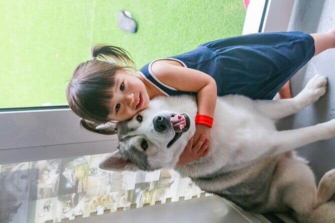 Huskitory Connecting People and Dogs - Practical Details & Tips