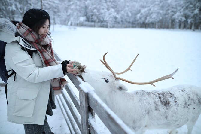 Husky and Reindeer Farms Visit With Sleigh Rides - Experience the Sami Culture and Traditions