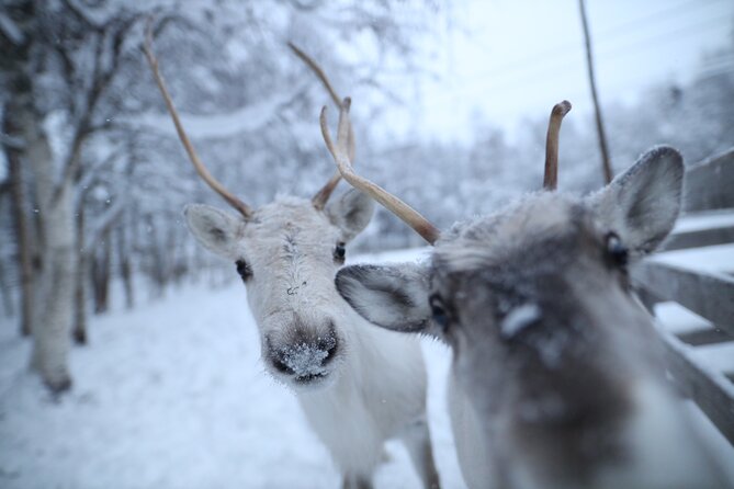 Husky and Reindeer Farms Visit With Sleigh Rides - Visit Traditional Reindeer and Husky Farms