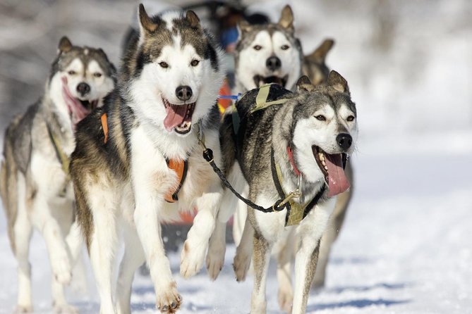 Husky Dog Sledding Tour From Riga - Tour Overview