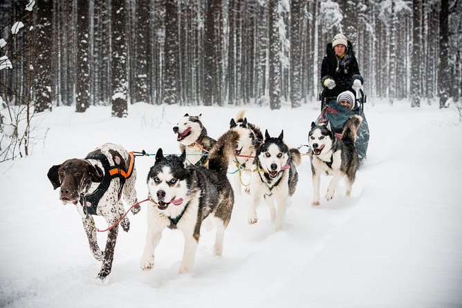 Husky Dog Sledding Tour From Riga - Booking Information